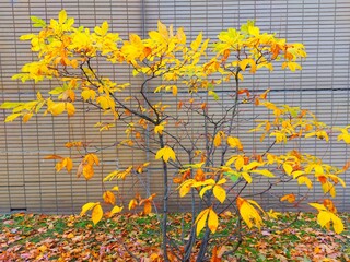 autumn leaves on the wall © Wilfried