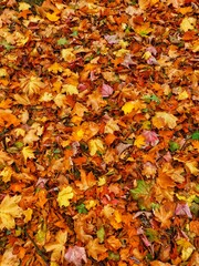 autumn leaves background