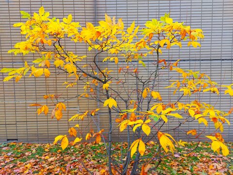 autumn leaves on the wall
