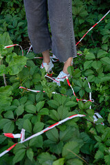 Fototapeta premium White young european girls legs standing within plants and restrictive tape