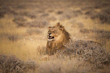 A lion lies in the open-jawed grass in Etosha National Park, Namibia