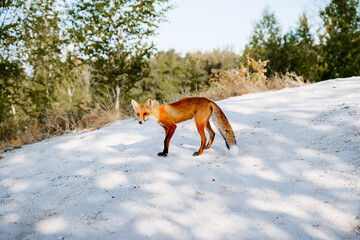 The red fox walks on the white ground. An orange fox in the woods. Nature of the Southern Urals, Russia.