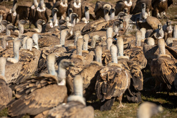 Buitre común en el Pirineo