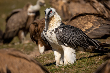 Quebrantahuesos en el Pirineo