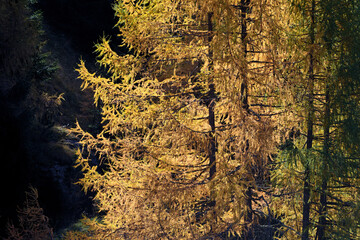 Obraz premium Yellow bright colors of fall on the larches of Dolomites mountains in october.