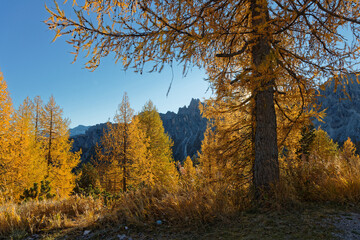 Yellow bright colors of fall on the larches of Dolomites mountains in october.