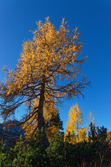 Fototapeta premium Yellow bright colors of fall on the larches of Dolomites mountains in october.