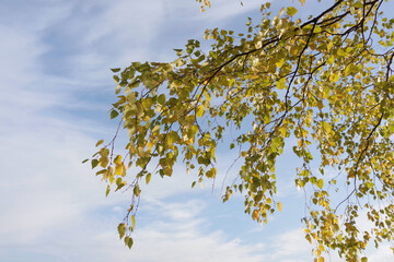 Birch branches with yellow leaves against a blue sky with gentle white clouds. Sunny autumn day. Selective focus with copy space.