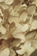 Dry flowers background. Ivory hydrangea petals close-up. Stylish Floral poster. Soft focus