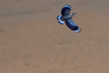 Indian Roller bird on wings