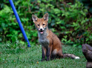 Fox cubs exploring and playing in the garden