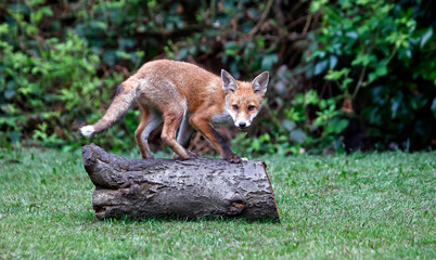Fox cubs exploring and playing in the garden