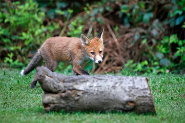 Naklejka na ściany i meble Fox cubs exploring and playing in the garden