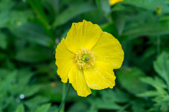 Meconopsis cambrica forest poppy flower detail