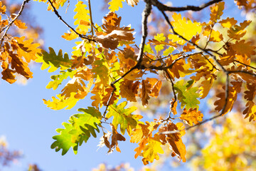 Detail of an oak branch with vibrant autumnal color against clear blue sky on a sunny day. Autumnal mood.