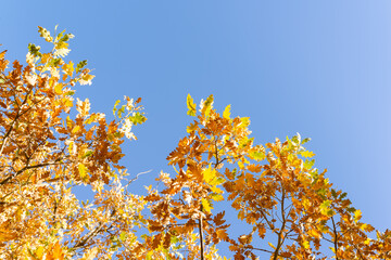 Golden autumnal oak branches on   the background of blue sky on a bright sunny day.