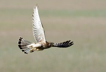 Bird on flight