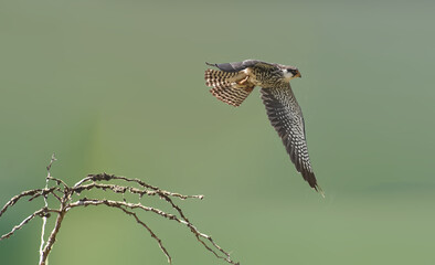 Common kestrel bird on flight