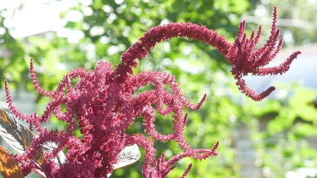 Amaranth is cultivated as leaf vegetables, cereals and ornamental plants in South America. Amaranth seeds are rich