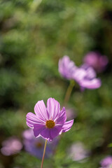 Fototapeta premium コスモスE