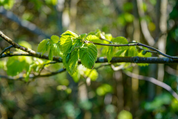 Close up of fresh green leaves in the spring