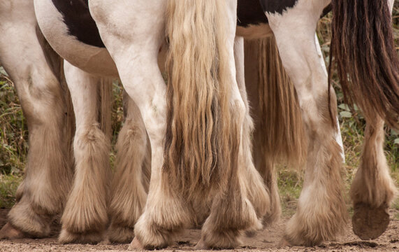 Horse Legs with feathers