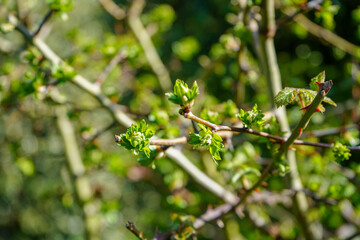 Close up of fresh green leaves in the spring