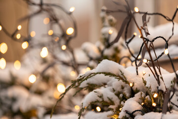 Small lights wrapped around some pine trees with snow