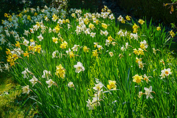 Fototapeta premium Close up of group of daffodil flowers in the spring 