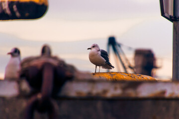 Seagull perched on a rusty surface at the port of Klaipeda, Lithuania