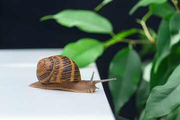 Snail on white table with green leaves background. Copy space.