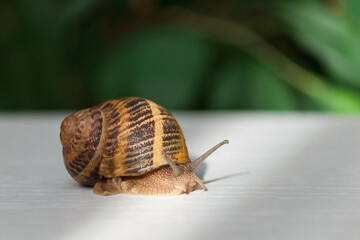 Snail on white table with green leaves background. Copy space.