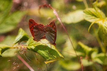 Closeup shot of two butterflies on a green leaf