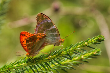 Closeup shot of wo butterflies on a green leaf
