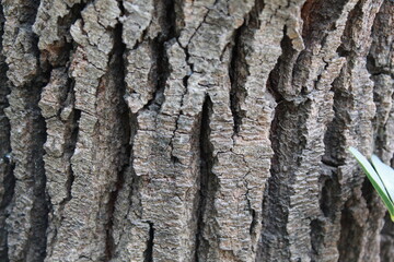 tree texture