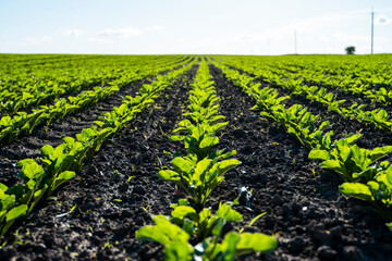 Straight rows of sugar beets growing in a soil in perspective on an agricultural field. Sugar beet cultivation. Young shoots of sugar beet, illuminated by the sun. Agriculture, organic.