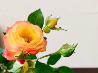 Obraz premium Beautiful fresh yellow-red roses.
