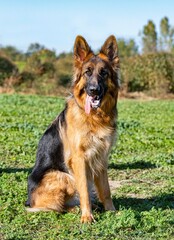 german shepherd in nature