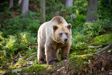 Obraz premium Young brown bear (Ursus arctos) on the edge of the forest