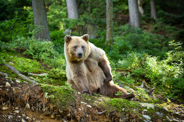 Fototapeta premium Wild Brown Bear (Ursus Arctos) sits in the summer forest. Animal in natural habitat.