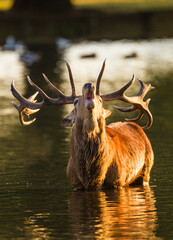Red deer stag in the late autumn sun during the annual deer rut in London