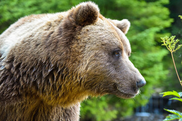 Brown bear portrait. Side view of bear face.