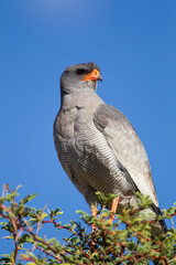 Pale-chanting Goshawk perched in a tree looking over the Kalahari desert in South Africa
