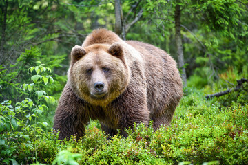 Fototapeta premium Wild Brown Bear (Ursus Arctos) in the summer forest. Animal in natural habitat.