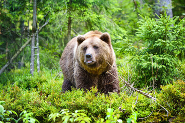 Wild Brown Bear (Ursus Arctos) in the summer forest. Animal in natural habitat.