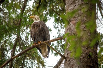 Bald eagle