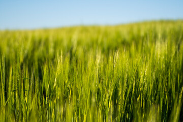 Young green barley growing in agricultural field in spring. Unripe cereals. The concept of agriculture, organic food. Barleys sprout growing in soil. Close up on sprouting barley in sunset.
