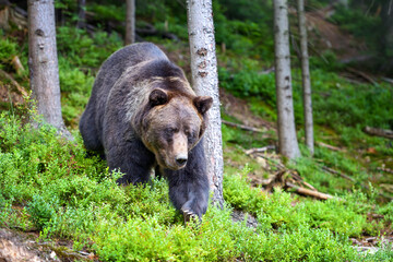 Fototapeta na wymiar Wild Brown Bear (Ursus Arctos) in the summer forest. Animal in natural habitat.