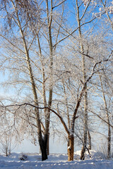 Fototapeta na wymiar Poplars covered with frost in winter in the park