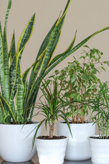 Green plants in white pots in the room. Modern home garden composition. Stylish and minimalistic interior in the style of an urban jungle. Home decor botany with many plants.